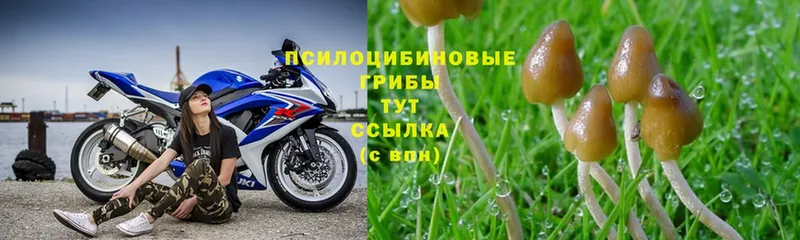 MEGA ССЫЛКА  Алейск  Псилоцибиновые грибы ЛСД 