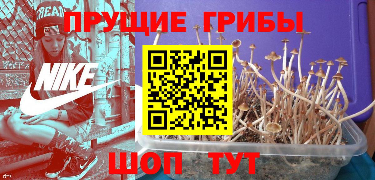 купить  сайты  Вход с VPN  Алейск  Псилоцибиновые грибы MAGIC MUSHROOMS 