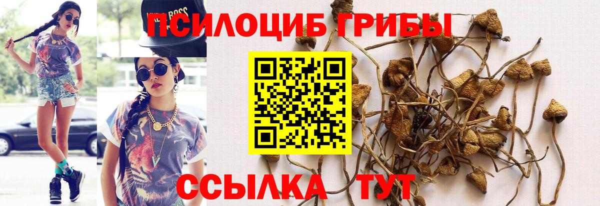 Алейск  Галлюциногенные грибы GOLDEN TEACHER  Псилоцибиновые грибы GOLDEN TEACHER  Вход с VPN 